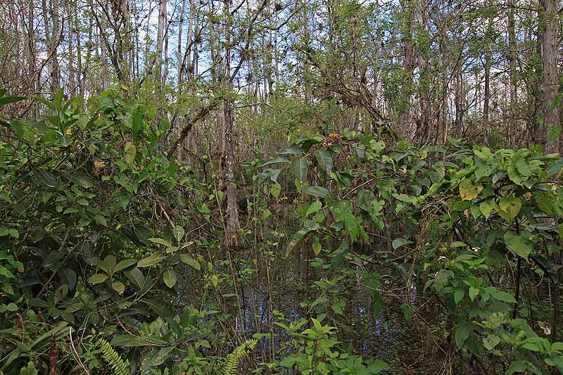 Everglades (9).jpg
